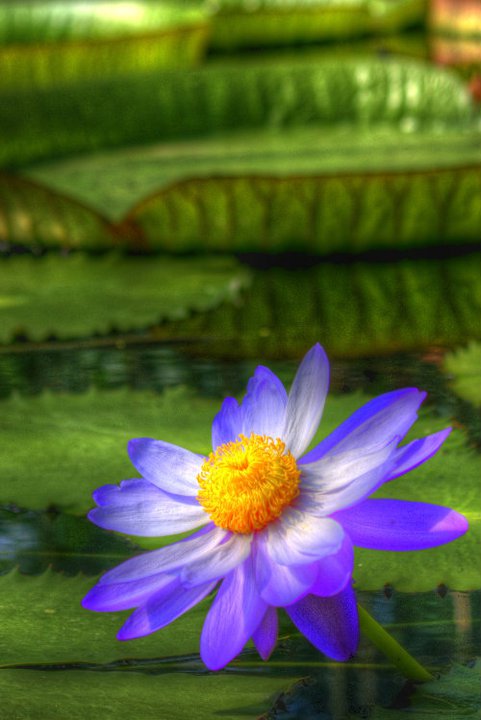 Giant waterlily (Kew gardens).jpg